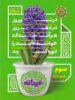عیدانه سوم ابتدایی گاج