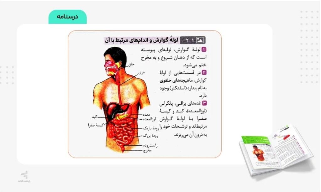 میانی زیست تصویری لقمه
