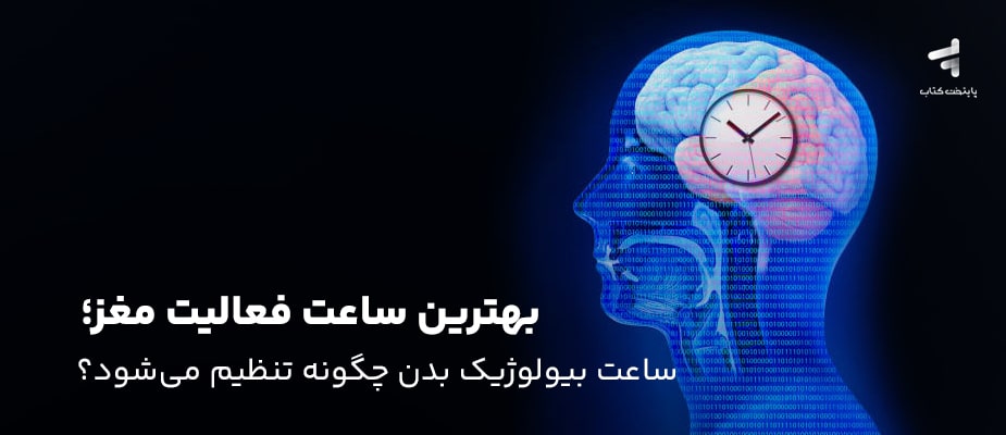 بهترین ساعت فعالیت مغز؛ ساعت بیولوژیک بدن چگونه تنظیم میشود؟